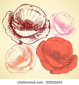 Sketch poppy, vector vintage background eps 10 