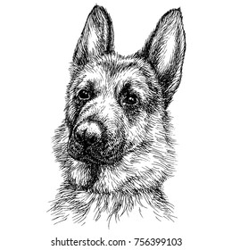 Sketch Portrait of a beautiful German Shepherd. German sheepdog head freehand drawing