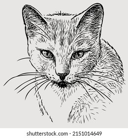 Sketch portrait of cute domestic cat