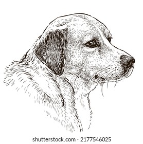 Retrato de boceto de perro de caza lindo