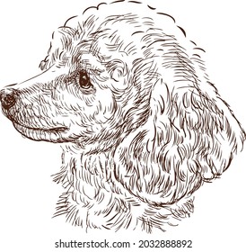 Sketch Portrait Of Cute Poodle Dog