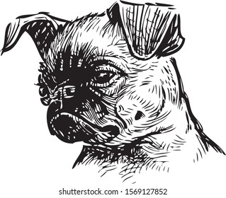 Sketch portrait of cute sad lap dog
