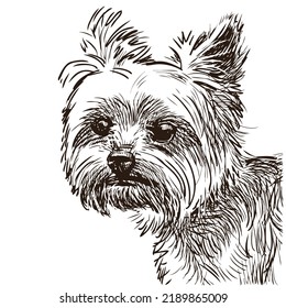 Sketch portrait of cute yorkshire terrier