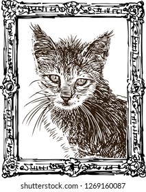 A sketch portrait of domestic kitten in an ornate frame