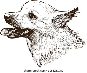 Sketch portrait of a lap dog