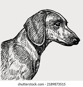 Sketch portrait of profile purebred dachshund