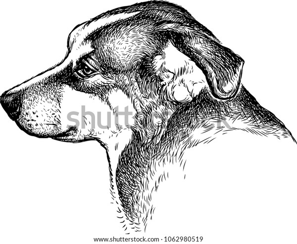 Sketch Portrait Sad Dog Animalswildlife Stock Image