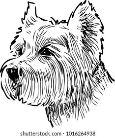 sketch portrait of a scottish terrier