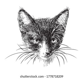 Sketch portrait of small black and white domestic kitten