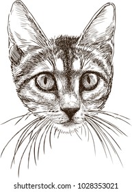 Sketch portrait of a small kitten