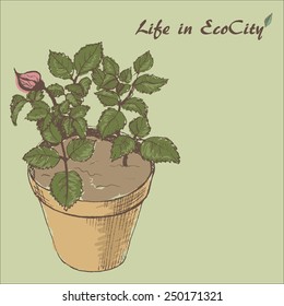 The sketch of pot plant