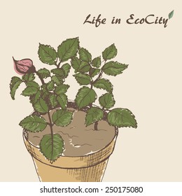 The sketch of pot plant