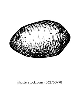 Sketch Potato  isolated on white background. Hand drawn sketch style potato. Retro ink illustration