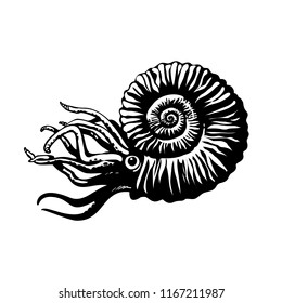 Sketch of prehistoric ammonite. Extinct marine mollusc. Black and white isolated hand drawn vector illustration.
