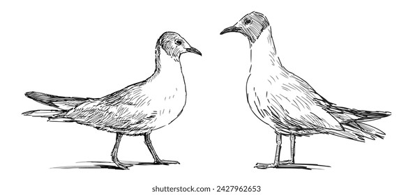 Sketch of profiles two wild white seagulls standing and looking, black and white hand drawing isolated on white
