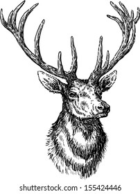 Sketch of proud deer head with branched antlers, vector hand drawing isolated on white