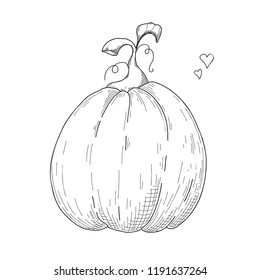 Sketch of pumpkin isolated on white background. Vector
