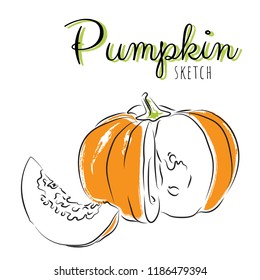 Sketch pumpkins. Vector paint hand drawn composition with squash in cartoon style. Isolated on white background.