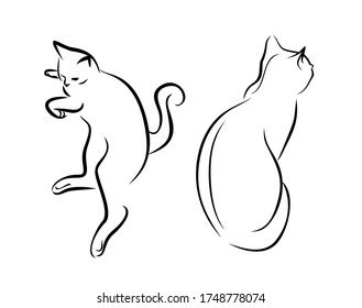 Esbozo de un gato de pura raza
