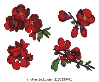 Sketch quince blossom. Illustration of sakura, cherry, apple flower, flowering trees. Vector isolated elements.