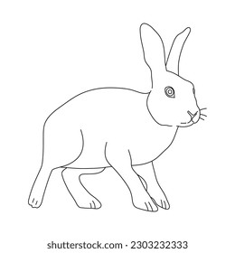 Sketch of Rabbit drawn by hand. Vector hand drawn illustration.
