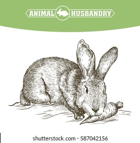 sketch of rabbit drawn by hand. animal husbandry