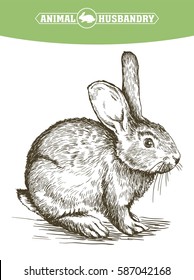 sketch of rabbit drawn by hand. animal husbandry