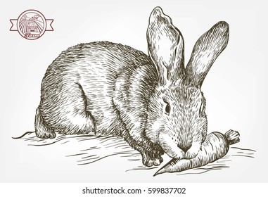 sketch of rabbit drawn by hand on a white background. animal husbandry