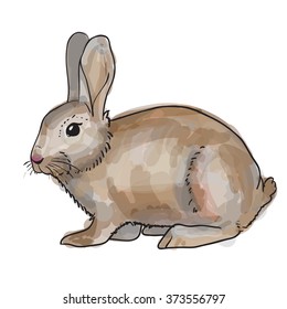 sketch rabbit.  watercolor style. Isolated on white