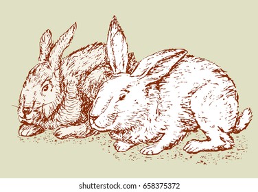 sketch of the rabbits