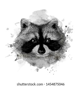 Sketch raccoon face. Hand drawn vector illustration in doodle style. Engraving design for print.