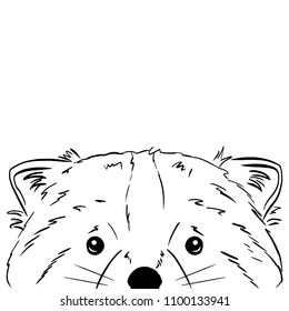 Sketch of raccoon on white background. Art of hand drawn coon.