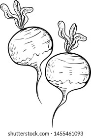 Esbozo de verdura rábano, ilustración, vector sobre fondo blanco.