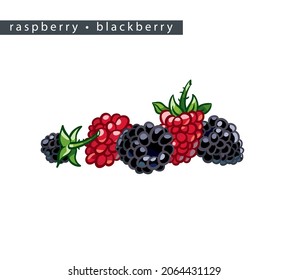 sketch raspberry and blackberry: five whole berries 
on a white background, isolated vector drawing