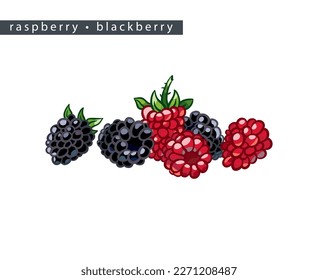sketch raspberry and blackberry: a pile of six berries 
on a white background, isolated vector drawing