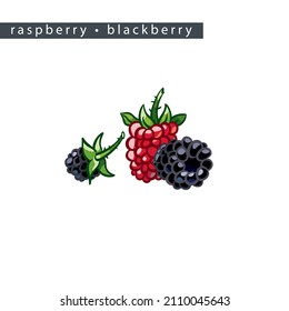 Himbeere und Brombeere der Skizze: drei Beeren 
auf weißem Hintergrund, einzelne Vektorgrafik
