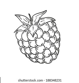 Sketch Of The Raspberry On White Background