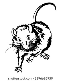 Sketch of a rat. Rat vector illustration.