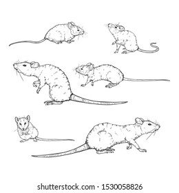 Sketch Rats and Mouses. Vector Hand Drawn Illustraton Set