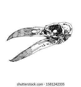 Sketch Raven Skull vector artwork