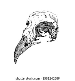 Sketch Raven Skull vector artwork