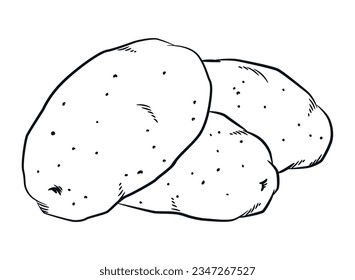 Sketch Raw Potato Starchy Carbohydrates Ingredient