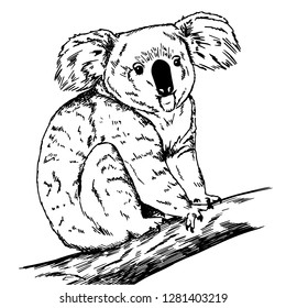 Sketch of realistic koala sitting on branch. Illustration of koala bear.