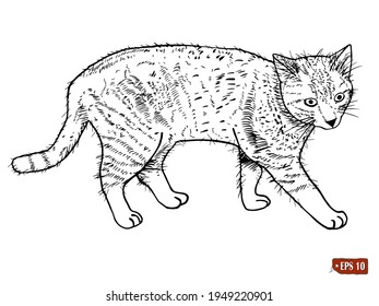 Sketch of a realistic portrait of the ginger striped cat. Hand drawn vector illustration of a realistic portrait of the ginger cat on white background. Tattoo, element for design.