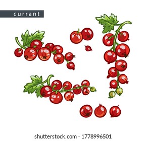 sketch red currants: set of five drawings
