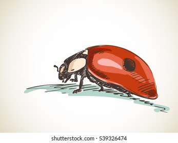 Esbozo de ladybug rojo, ilustración de vector dibujada a mano