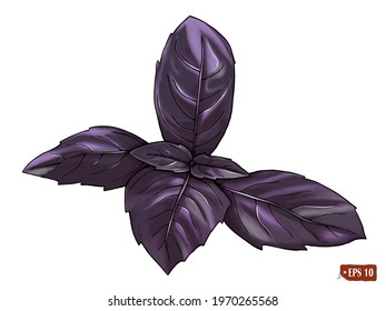 Sketch of a red leaves basil. Hand drawn vector illustration of leaves Ocimum basilicum on white background. Garden basil, red cornflower, sweet cornflower, darlings, rean, district, reagan.