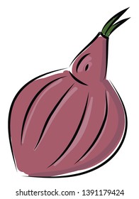 Sketch of a red onion