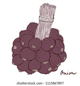 Sketch of red onion vector illustration. Hand drawn onion isolated on white background. Rustic harvest illustration