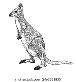 Sketch of Red-necked wallaby Hand drawn vector illustration Isolated on white background.
